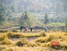 白前草变“来钱草”，新洲旧街这个村在药草地里掘金