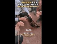 钢珠求救鸭去世！曾上岸“拦住”路人求救，送医后发现头部有弹珠大小伤口